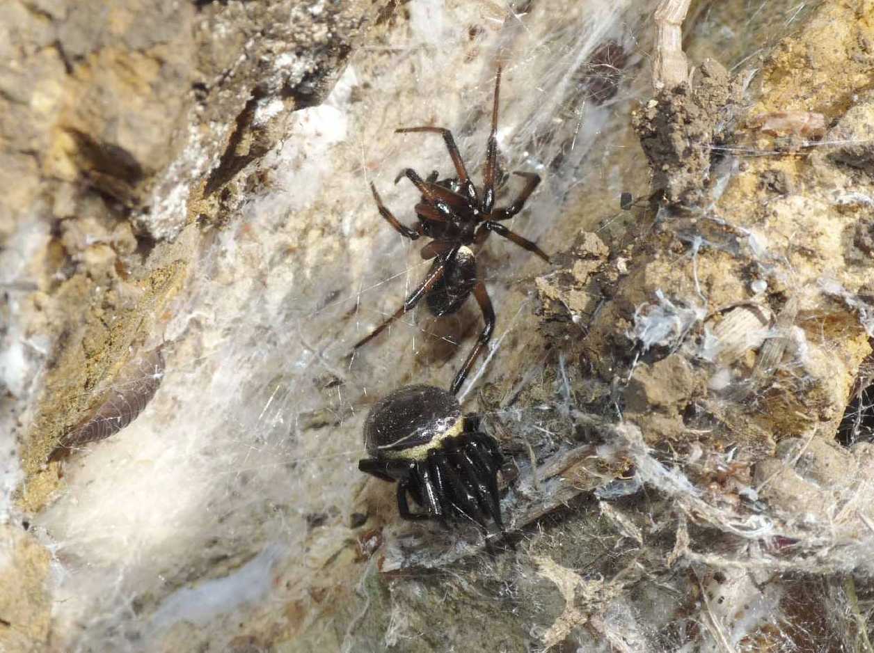 Coppia di Steatoda paykulliana